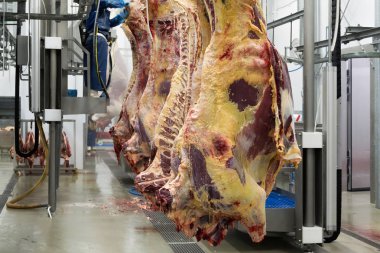 Taze et tesisi kanca asılı sığır kesilen.