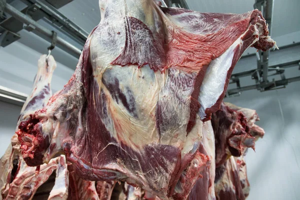 在一家肉类工厂的冰箱室里 新宰杀的一半牛挂在钩子上 用于进一步的食品加工 — 图库照片