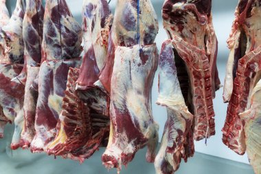 Taze kesilmiş kanca daha fazla gıda işleme için bir et bitkinin bir buzdolabı odasında asılı sığır yarısı.