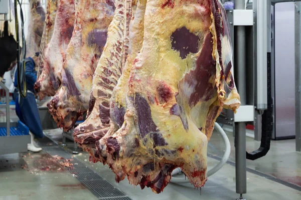 Fresco Macellato Bestiame Appeso Ganci Allevamento Carne — Foto Stock