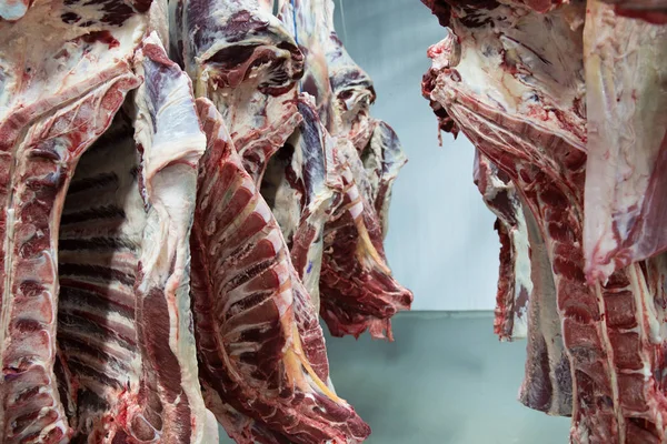 在一家肉类工厂的冰箱室里 新宰杀的一半牛挂在钩子上 用于进一步的食品加工 — 图库照片