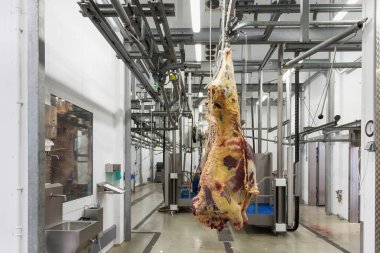 Taze et tesisi kanca asılı sığır kesilen.