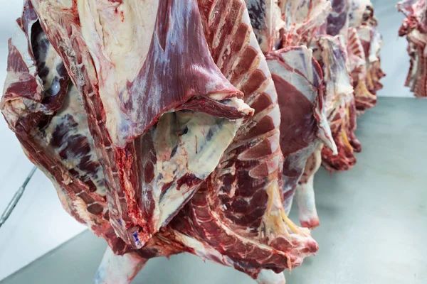 Freshly Slaughtered Halves Cattle Hanging Hooks Refrigerator Room Meat Plant — Stock Photo, Image