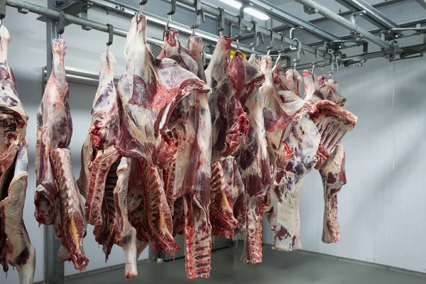 Freshly Slaughtered Halves Cattle Hanging Hooks Refrigerator Room Meat Plant — Stock Photo, Image