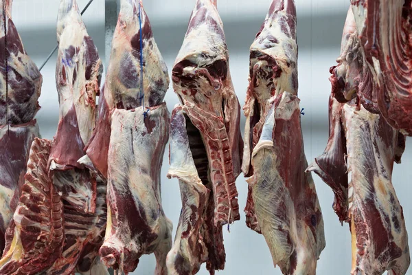 Freshly Slaughtered Halves Cattle Hanging Hooks Refrigerator Room Meat Plant — Stock Photo, Image