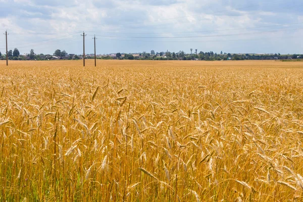 Espigas Doradas Trigo Campo Campo —  Fotos de Stock