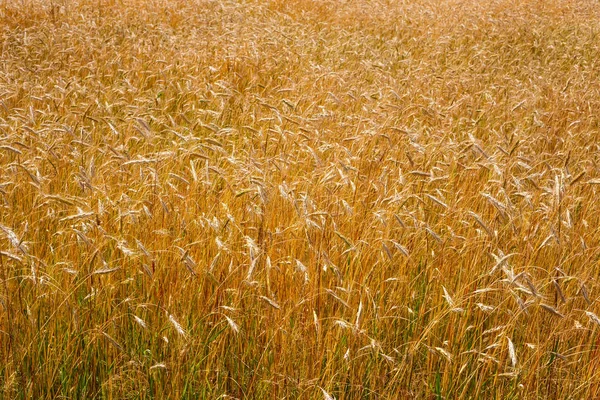 Espigas Doradas Trigo Campo Campo —  Fotos de Stock