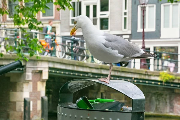 Gran Gaviota Arenque Europea Larus Argentatus Cubo Basura Cerca Uno — Foto de Stock