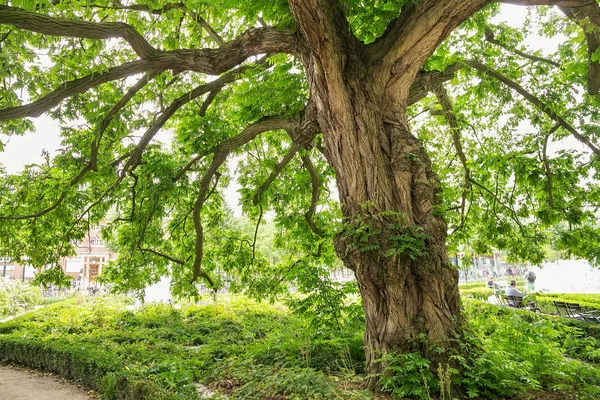 Amsterdam Pays Bas Juin 2017 Grand Vieil Arbre Écorce Brune — Photo