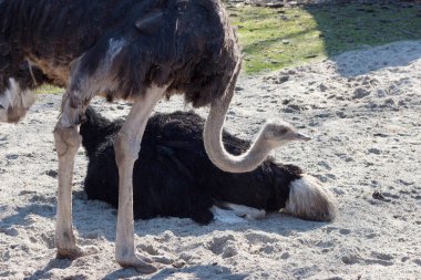 Beyaz kum üzerinde ortak devekuşu (Struthio camelus).