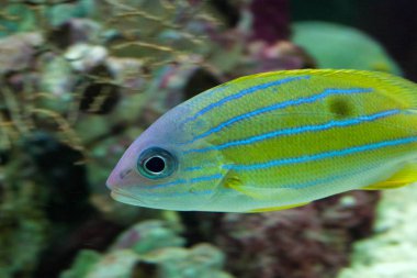 Balık (Haemulon flavolineatum) su altı Fransız homurtu.