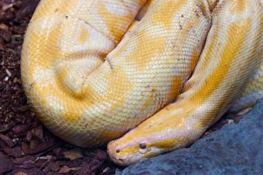 Beyaz Hint rock python (Python molurus albino) yere.