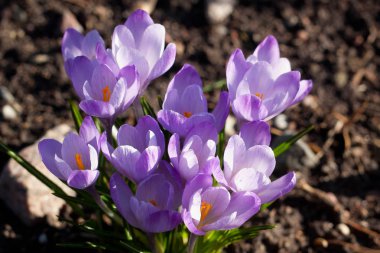 Çiçek açan bahar çiğdemi (Crocus vernus) yere.
