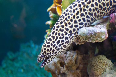İçinde su altı bağcıklı moray (Gymnothorax favagineus, leopar moray olarak da bilinir).