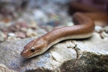 Taşa sürünerek Kolombiyalı rainbow boa (Epicrates cenchria Maurus'u).