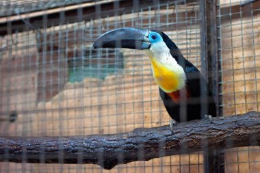 Büyük kuş kafesi içinde kanal gagalı Tukan (Ramphastos vitellinus).