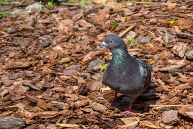 Yerdeki aile içi güvercin (Columba livia domestica).