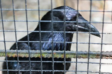 Kuzey raven da bilinen ortak karga (Corvus corax),.