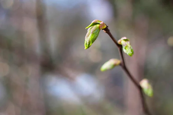 Young green sprout of the tree in early spring. — Stock Photo, Image