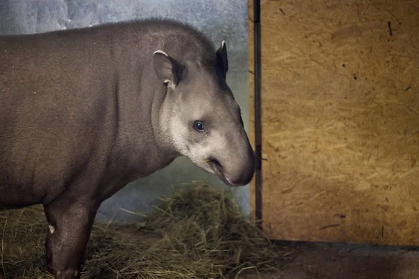 Dél-amerikai tapír (Tapirus terrestris) az állatkertben. — Stock Fotó