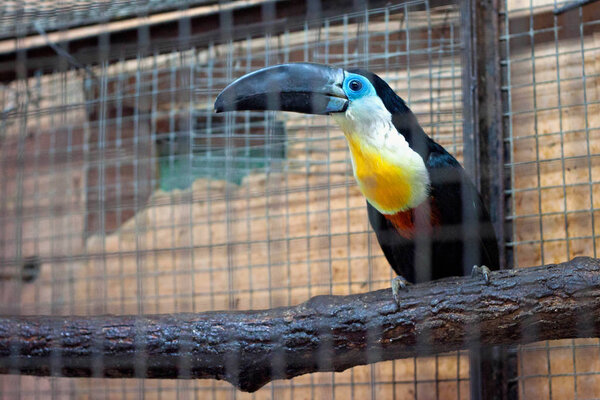 The channel-billed toucan (Ramphastos vitellinus) in the aviary.