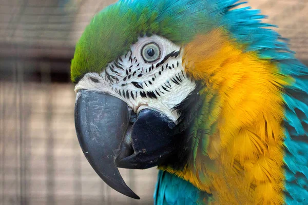 Портрет сине-жёлтого попугая ара (Ara ararauna) в птице — стоковое фото