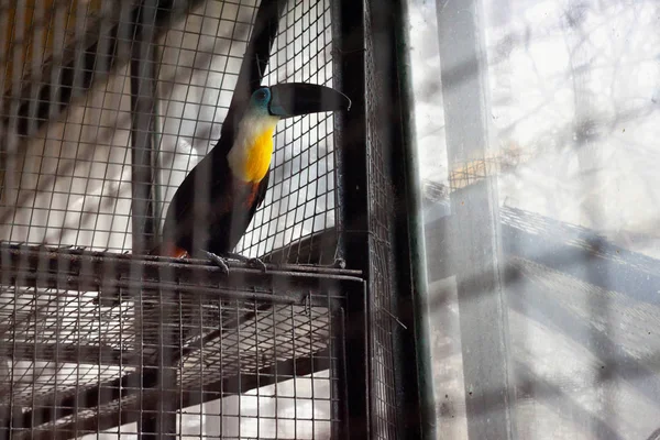 Het kanaal-billed Toekans (Ramphastos vitellinus) in de volière. — Stockfoto