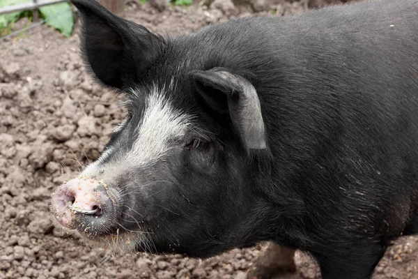 Schwein auf einem belgischen Bauernhof.. — Stockfoto