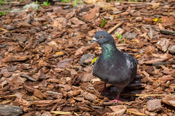 Бытовой голубь (Coloma livia domestica) на земле . — стоковое фото