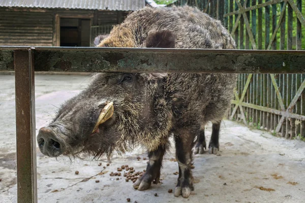 Bir hayvanat bahçesi yaban domuzu (Sus scrofa). — Stok fotoğraf