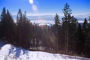Yüksek Tatras dağlar karlı ormanda.