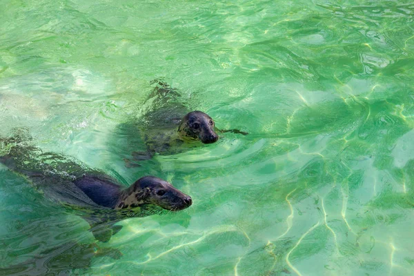 バルト灰色シール (Halichoerus grypus macrorhynchus). — ストック写真