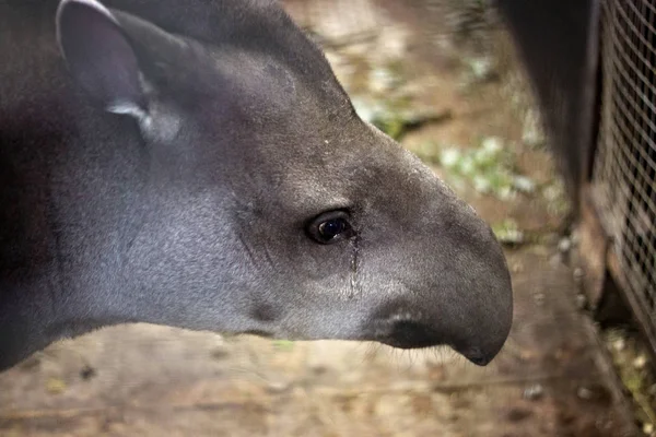 Trauriger südamerikanischer Tapir (Tapirus terrestris) im Zoo. — Stockfoto