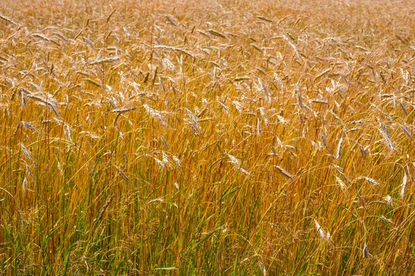 Espigas doradas de trigo en un campo en el campo . —  Fotos de Stock