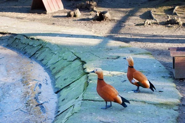 Русый шелк (Tadorna ferruga) в калининградском зоопарке . — стоковое фото