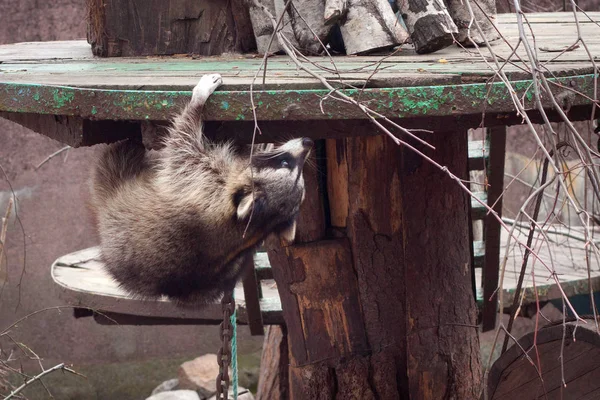Srandovní tlustý mýval (Procyon lotor) šplhá po dřevěné stavbě v Kaliningradské zoo na jaře. — Stock fotografie