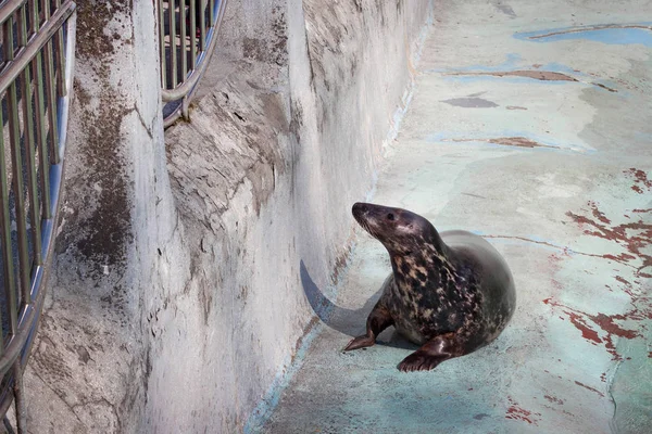 バルトの灰色のシール (Halichoerus grypus macrorhynchus) はプールの海岸にある. — ストック写真