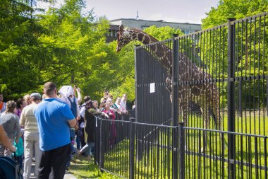 Kaliningrad hayvanat bahçesinde zürafa (Giraffa Camelopardalis) izlerken bilinmeyen insanlar