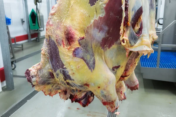 Recién sacrificado de ganado colgado de los ganchos —  Fotos de Stock