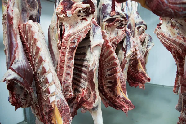 Freshly slaughtered halves of cattle hanging on the hooks