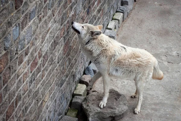 White wolf (Canis lupus albus or Tundra wolf) in zoo