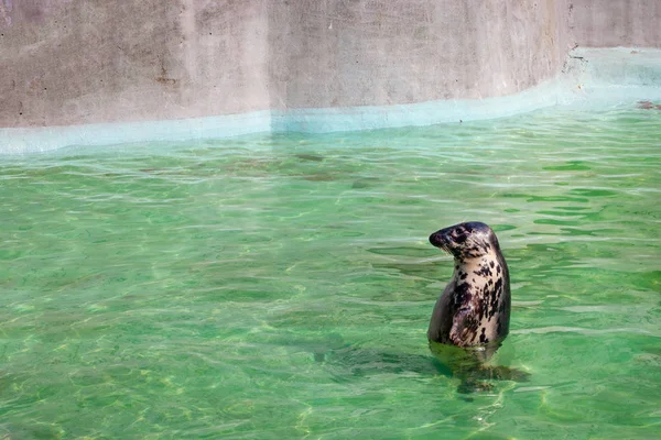 Selo cinzento do mar Báltico (Halichoerus grypus macrorhynchus ) — Fotografia de Stock