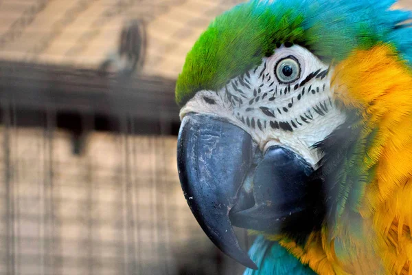 Портрет сине-желтого попугая макак (Ara ararauna) ) — стоковое фото