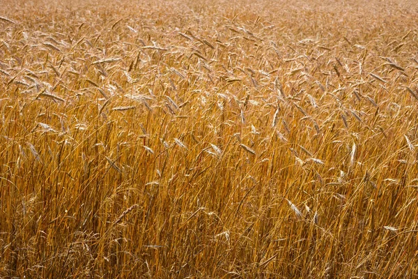 Espigas doradas de trigo en un campo en el campo . —  Fotos de Stock