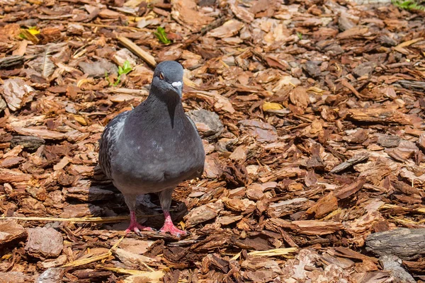 Le pigeon domestique (Columba livia domestica) au sol . — Photo