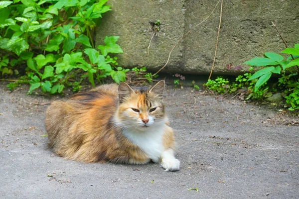 Gato de gengibre bonito na rua . — Fotografia de Stock