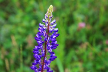 Yeşil bir alanda mor çiçeklenme lupin.