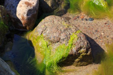 Deniz kıyısında yeşil yosunlarla kaplı büyük bir taş..