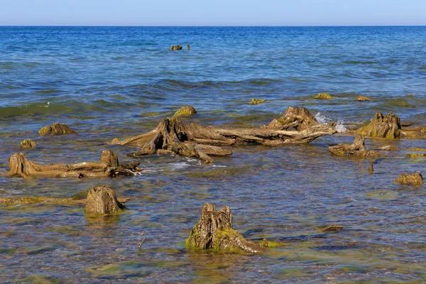 Large old wood stumps in the blue water of the sea. — Stock Photo, Image