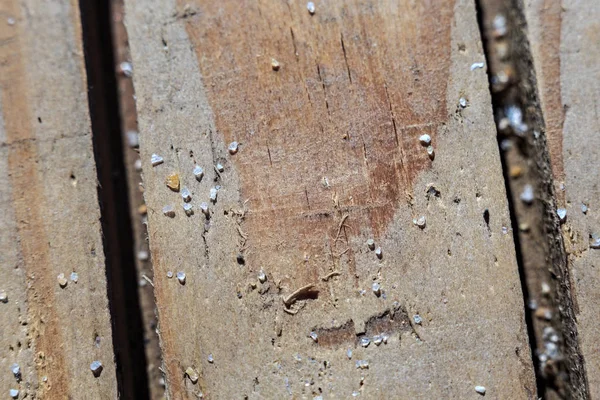 Makro modunda fotoğraflanan kuru eski bir batten dokusu